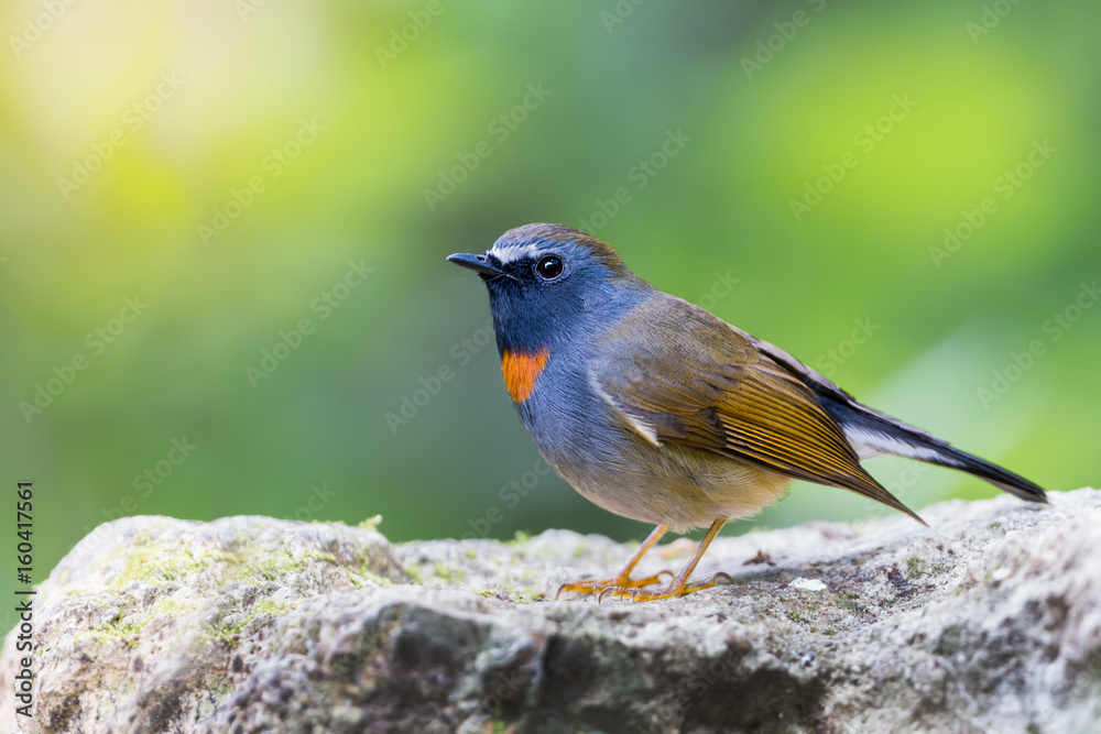 Blue bird resting on beautiful branch with lichen .Beautiful blue bird, White-bellied redstart male(Hodgsonius phaenicuroides),. Blue bird resting on beautiful branch with lichen .Beautiful blue bird, White-bellied redstart male(Hodgsonius phaenicuroides),.