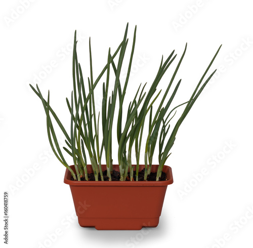 onions growing indoors in a pot