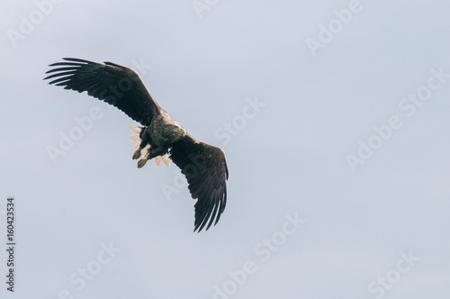 Sea Eagle in Flight
