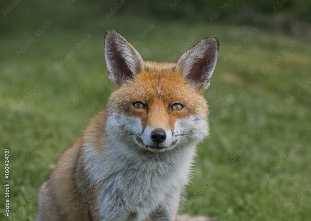 Fototapeta premium fox