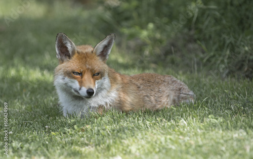 fox © claireliz