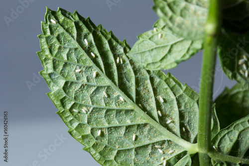 Mosca blanca bemisia tabaci photo