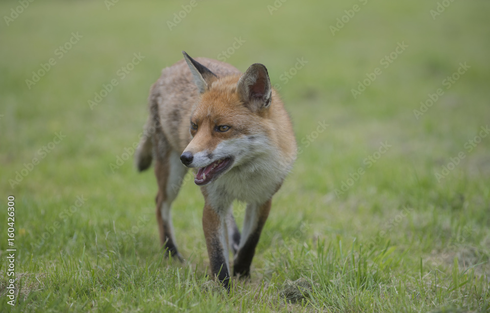 Fototapeta premium fox