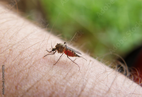 Mosquito drinks the blood sitting on the human skin