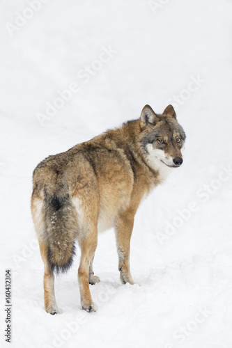 Gray wolf in winter