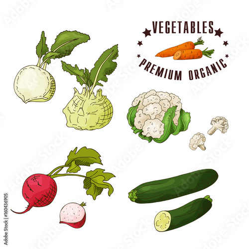 Hand drawn vegetarian illustration. Isotaled elements kohlrabi, couliflower, radish, zucchini. Vector sketch for card or poster photo