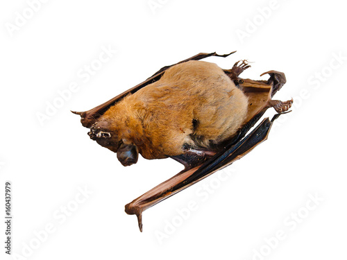 dead bat isolated