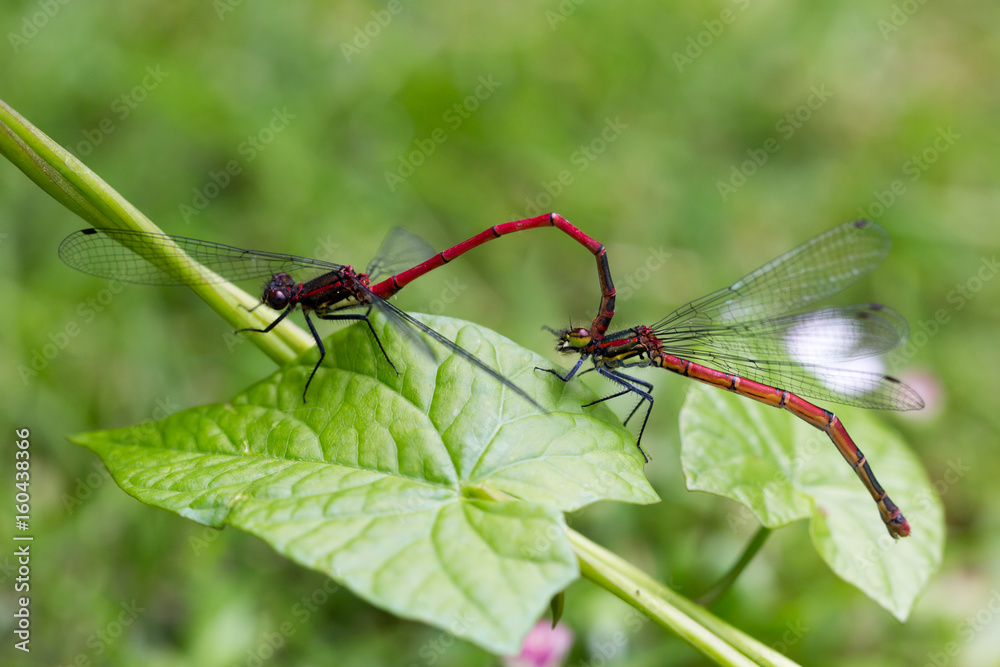 Large Red Damselfly, Pyrrhosoma nymphula, male and female copulate on green leaf Large Red Damselfly, Pyrrhosoma nymphula, male and female copulate on green leaf