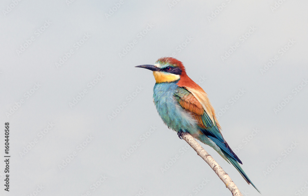 beautiful bird the bee-eater in all colors of the rainbow beautiful bird the bee-eater in all colors of the rainbow