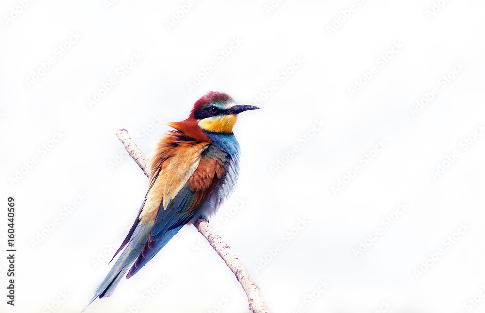 beautiful bird the bee-eater in all colors of the rainbow beautiful bird the bee-eater in all colors of the rainbow