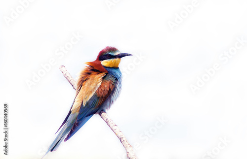 beautiful bird the bee-eater in all colors of the rainbow © serhio777