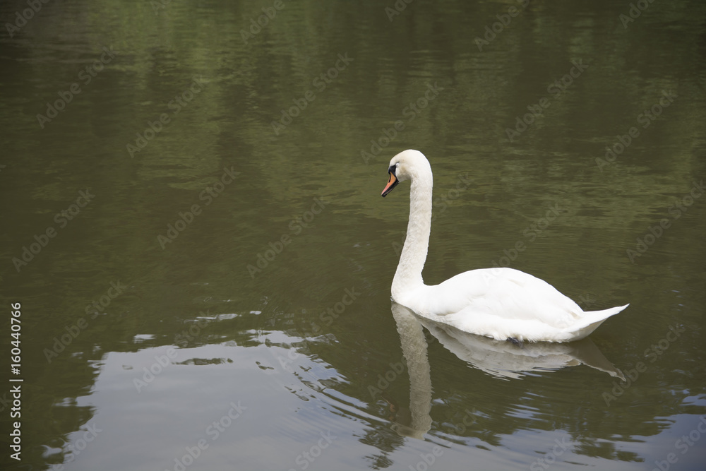 White swan White swan