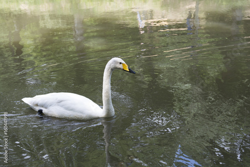 White swan