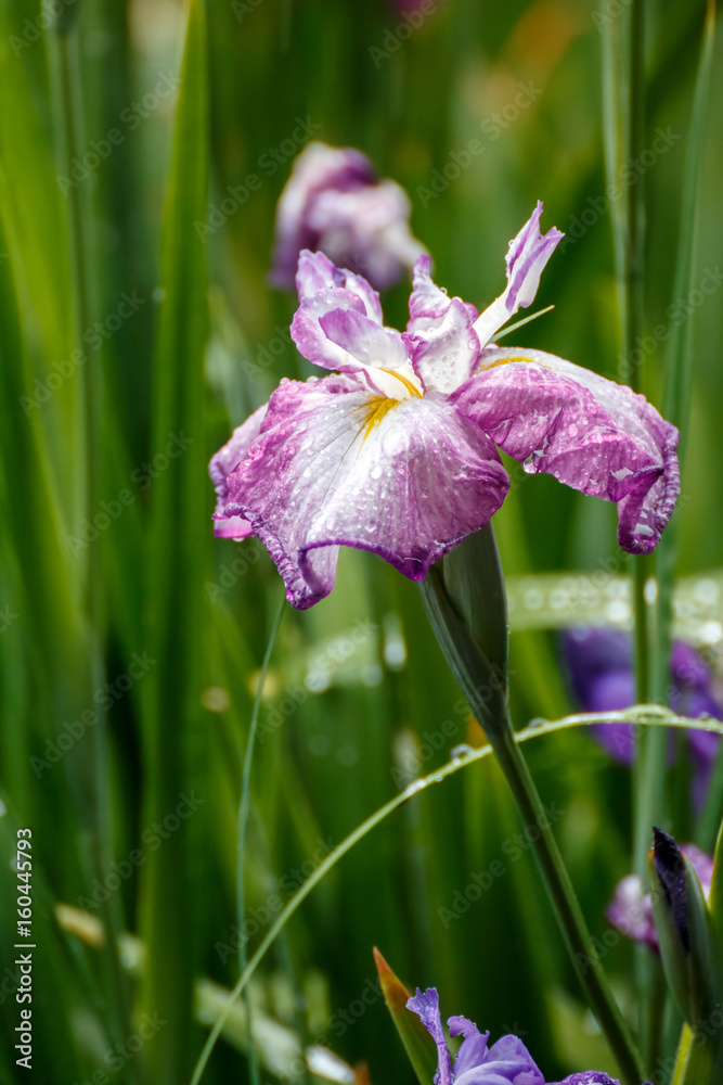 花菖蒲 花菖蒲