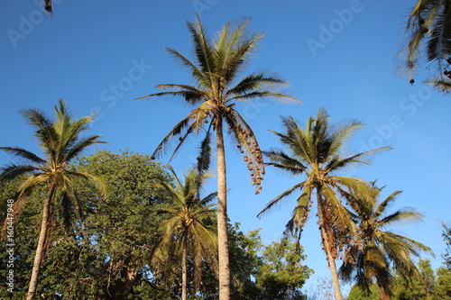 Weaverbird  s Nests on Coconut Palm Tree   Kizimkazi  Zanzibar Island  Tanzania  Indian Ocean  Africa