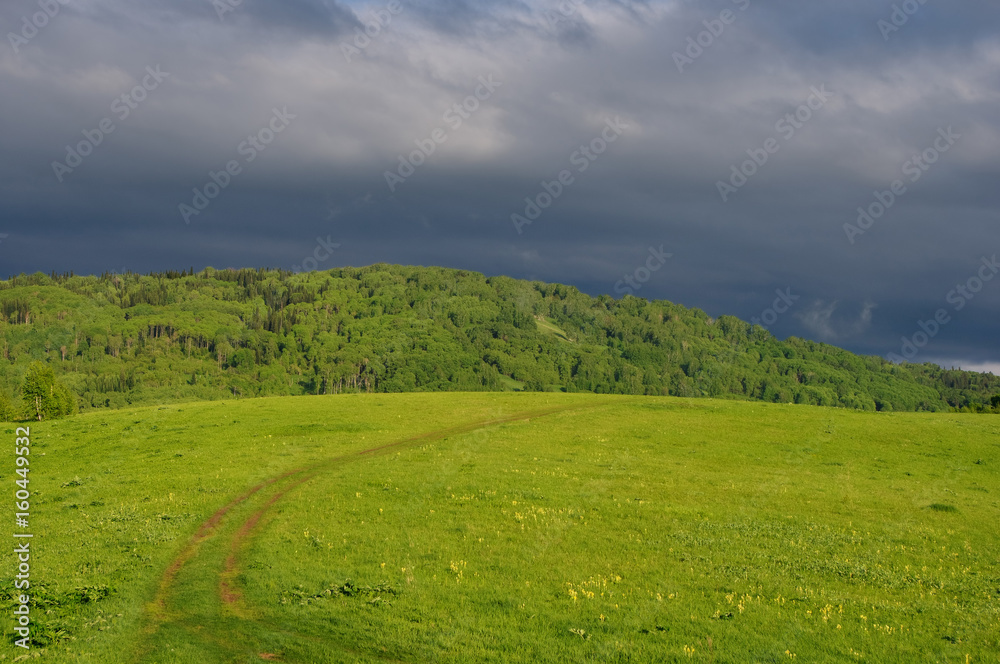 Road through a sunny meadow with vivid green grass on the background of a forest grove under sunset stormy cloudy sky.  Altai Mountains, Siberia, Russia.