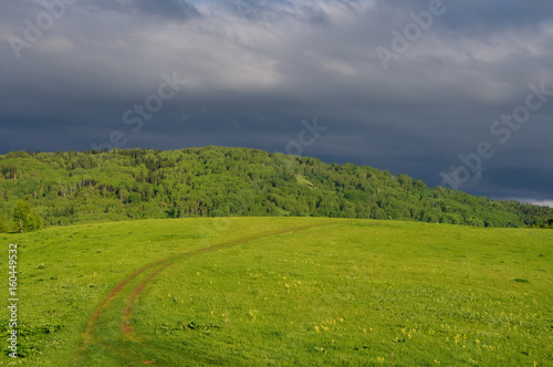 Road through a sunny meadow with vivid green grass on the background of a forest grove under sunset stormy cloudy sky. Altai Mountains, Siberia, Russia.