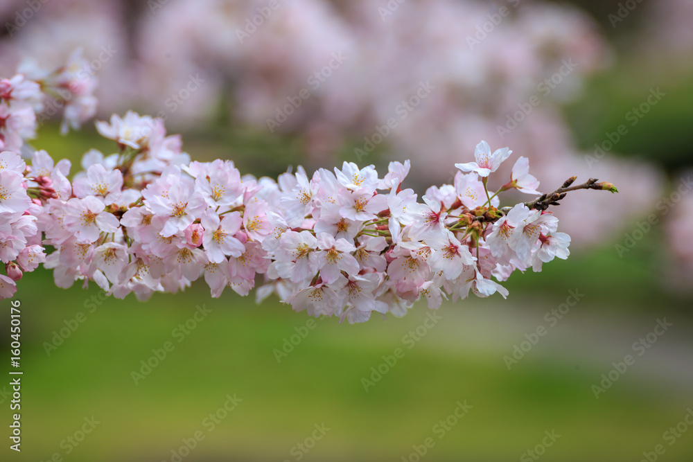 桜の花 桜の花