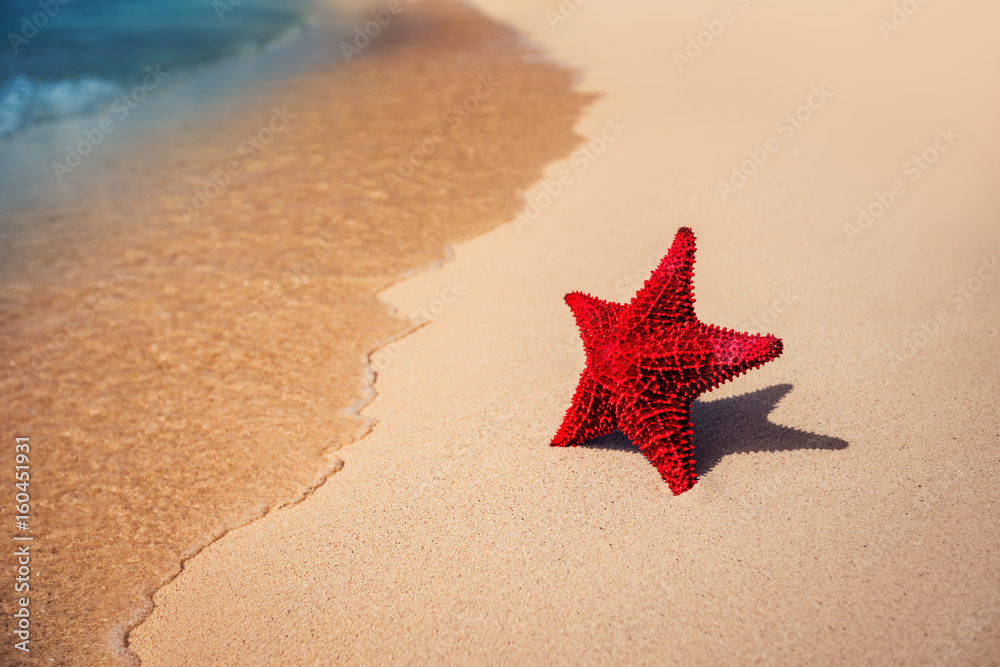 Seastar or sea starfish standing on the beach. Seastar or sea starfish standing on the beach.
