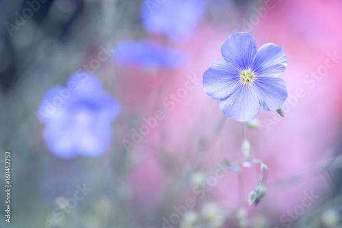Blue flower of flax on a delicate pink background. Pastel colors. Flax outdoor background with space for text.