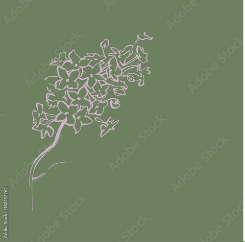 
Sketch of a blossoming lilac
