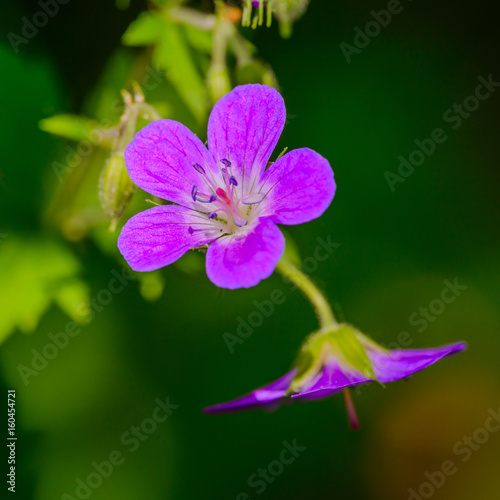 Forest flowers in the spring forest. Moscow region