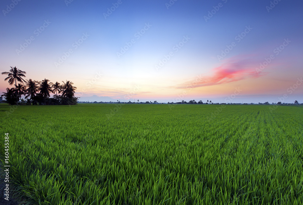 Paddy field in one of the state in Malaysia where its provide important source of food to the people.
