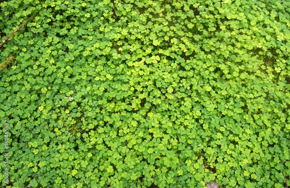 Green background wood sorrel