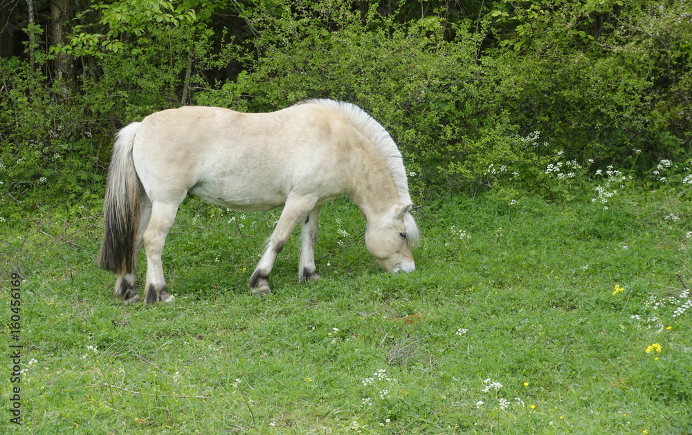 Horse Horse