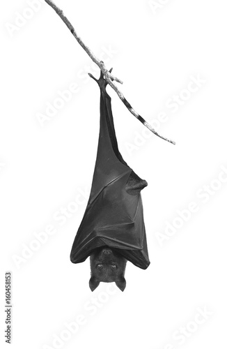Fotografie Bats hanging upside down in the tree branch, isolated on white background