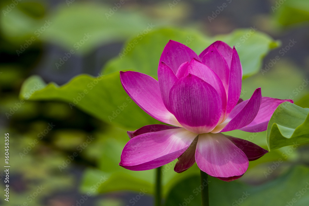 lotus