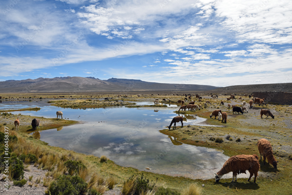 Vigognes et alpagas de l'altiplano andin au Pérou Vigognes et alpagas de l'altiplano andin au Pérou