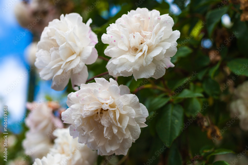 weiße Rosen weiße Rosen