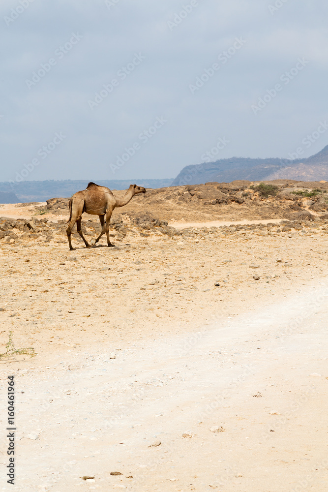 in oman camel empty quarter of desert a free dromedary near the sea in oman camel empty quarter of desert a free dromedary near the sea