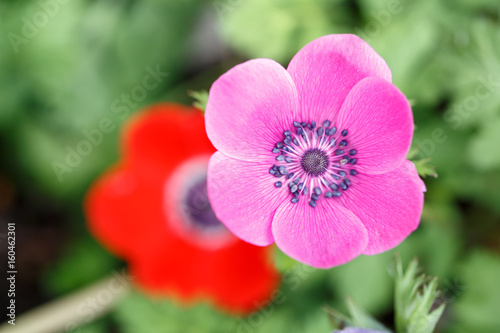 アネモネの花