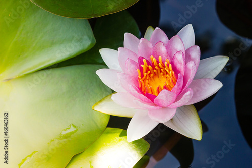 beautiful lotus flower Ellisiana or Tubtim Siam Water Lily blooming on pond photo