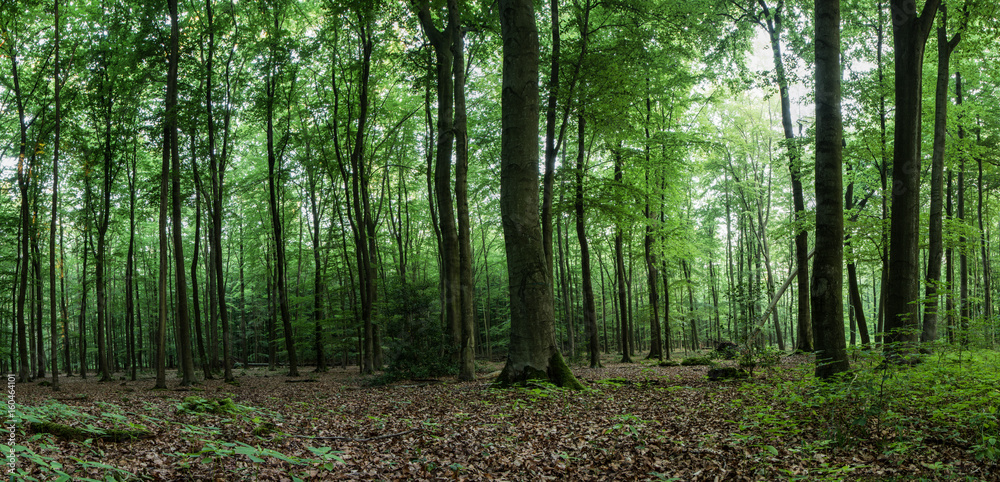 Waldpanorama