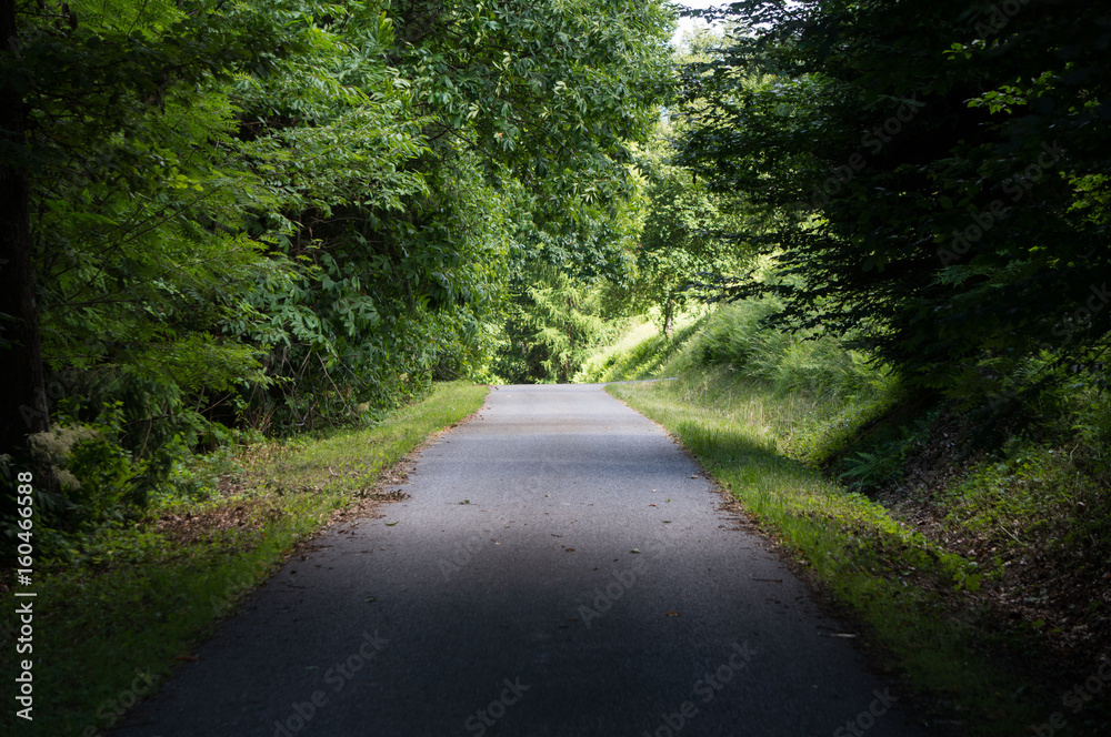 Asphalt road through the forest Asphalt road through the forest