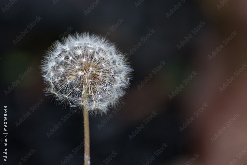 Obraz premium タンポポの綿毛