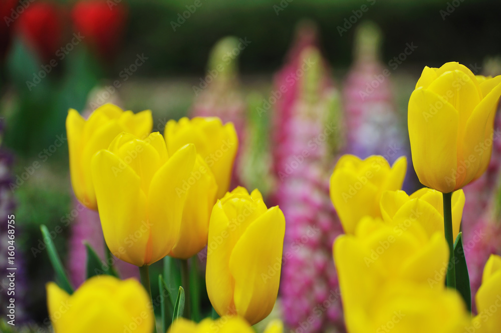 Obraz premium チューリップの花