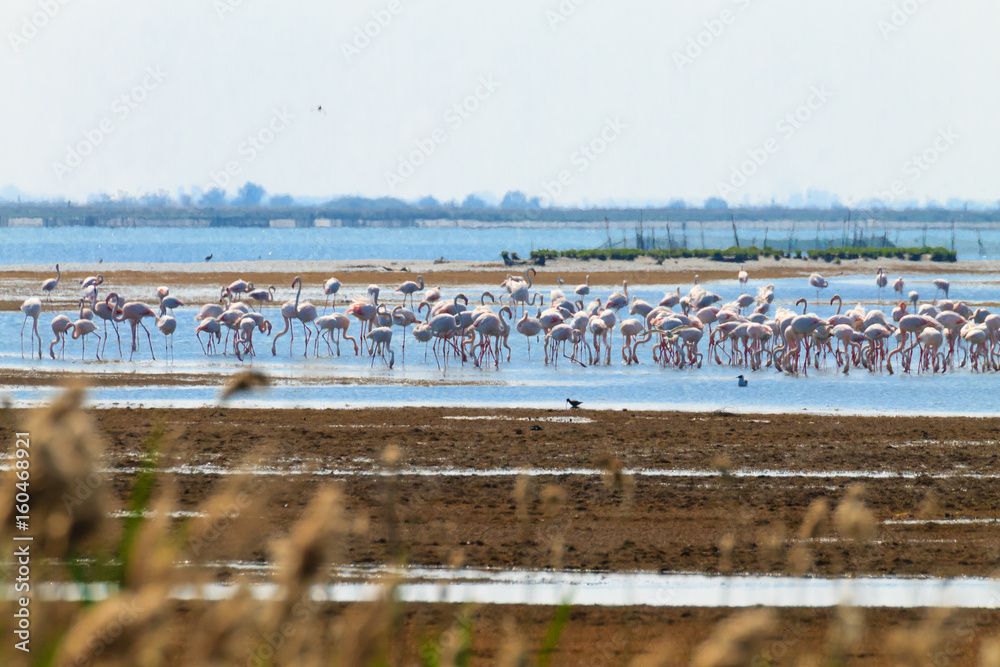 Flock of pink flamingos.Po river lagoon