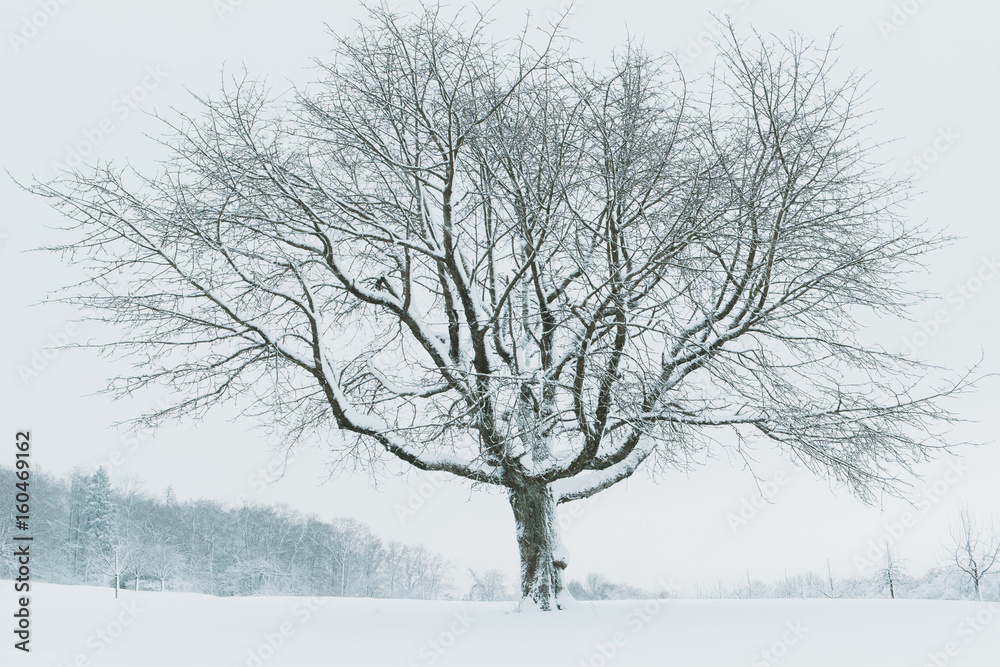 Fototapeta premium bare tree on snow covered field
