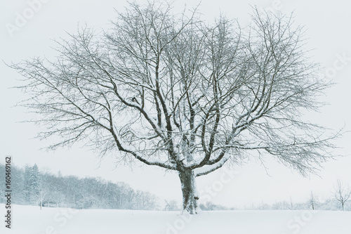 bare tree on snow covered field