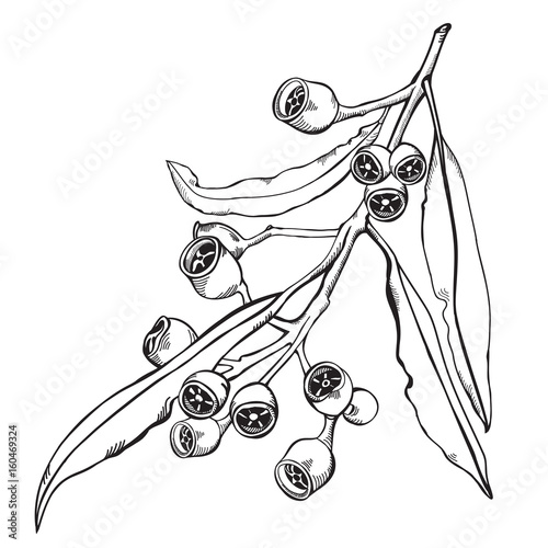 Hand drawn Gumnuts and branch Vector Illustration photo