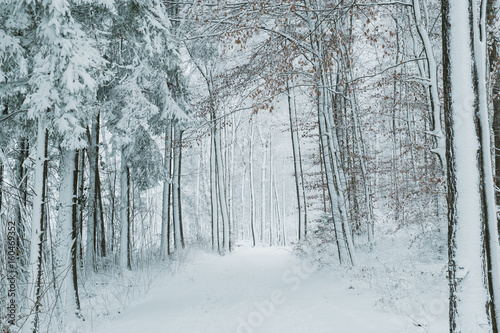path though snow covered forest