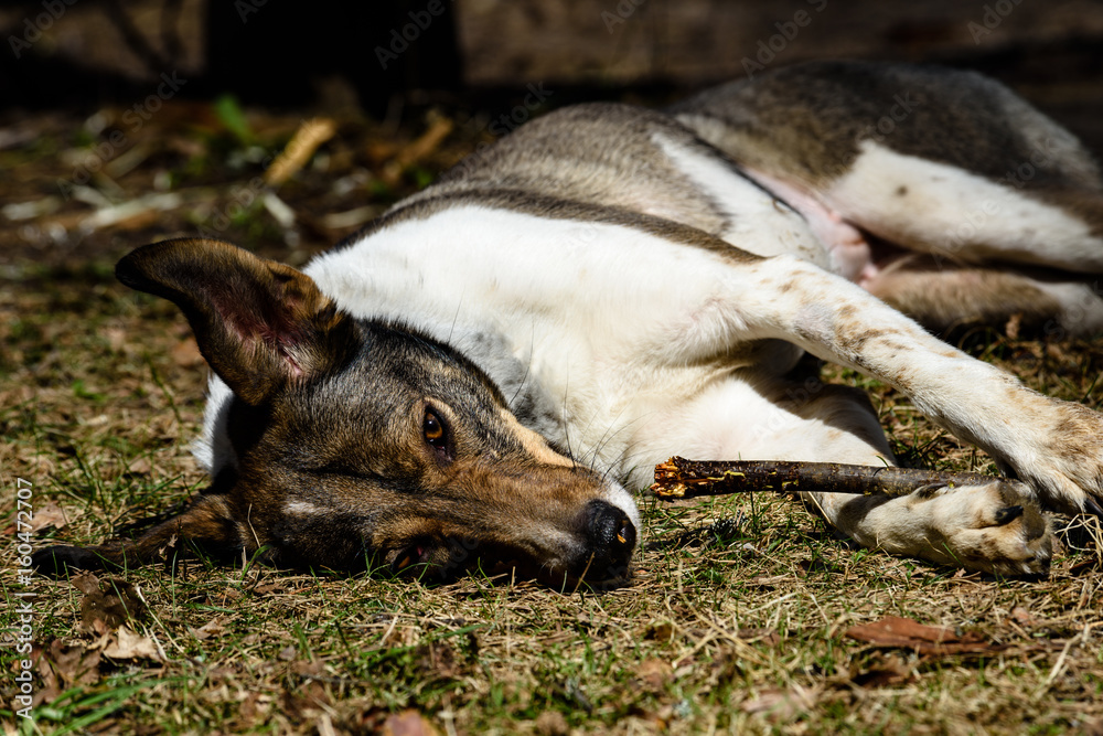 reflections of trees in the lake water in the bright midday sun