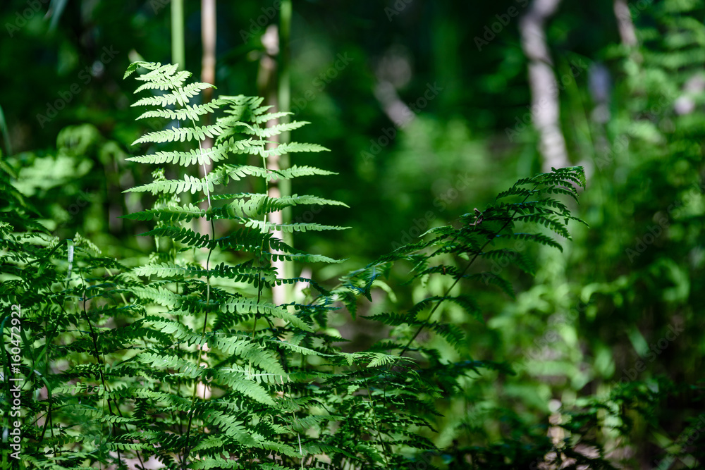 View on green Fern leaves under sunlight in the woods.