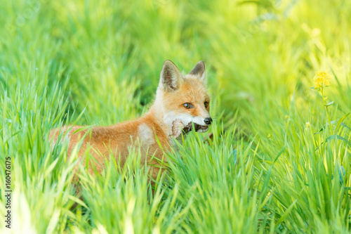 fox on the grass