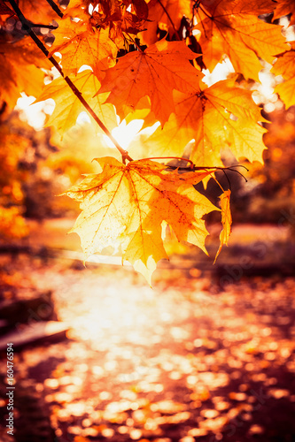 Sunny autumn day in park. Branch with gold leaves in back light. Fall outdoor nature background