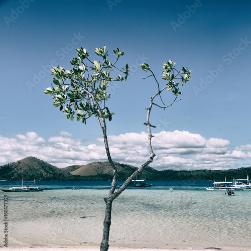 in the beautiful  island cosatline and tree photo